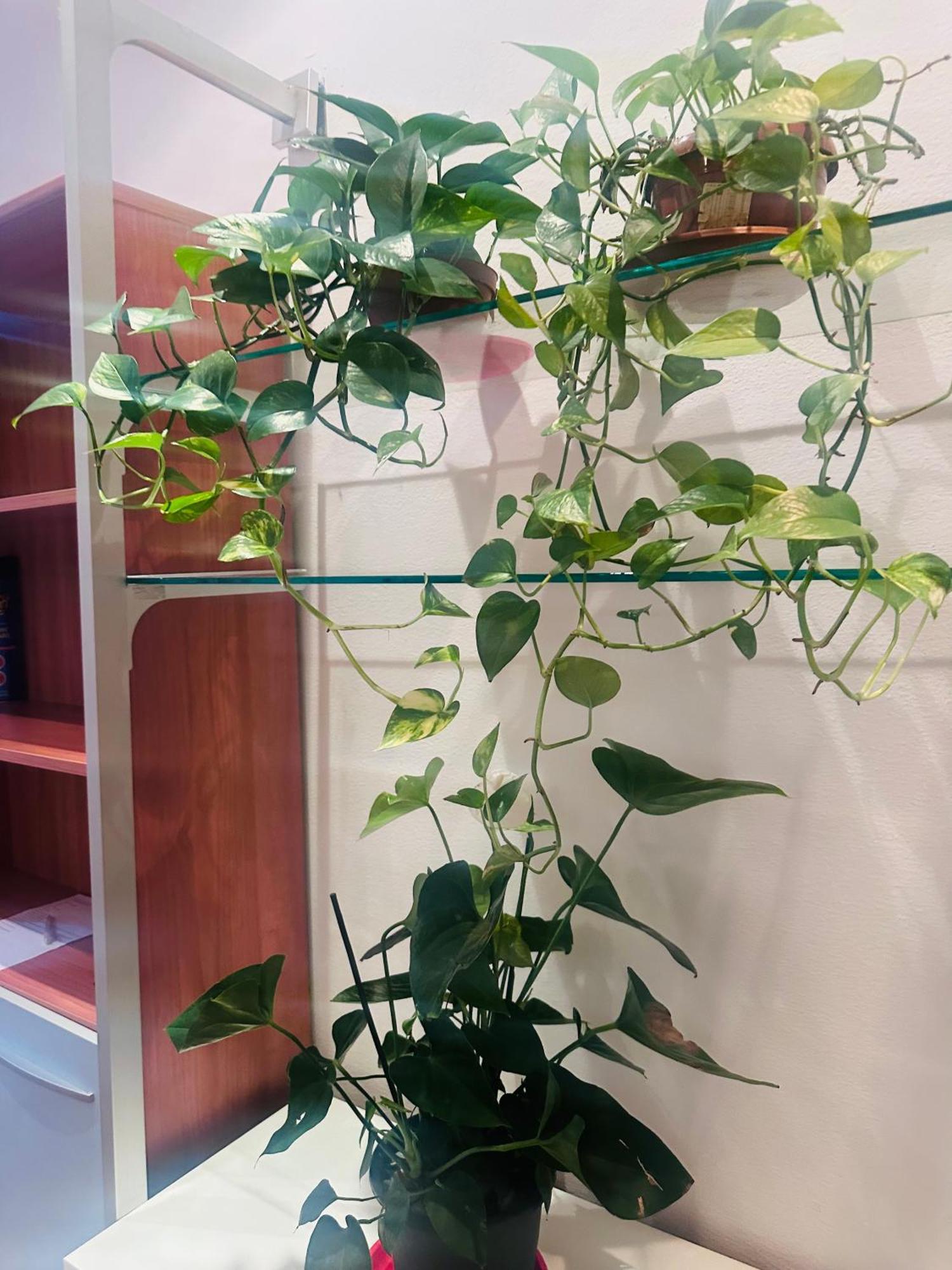 Entire 3 Bed Rooms Apartment,Centrum Genova Kültér fotó